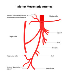 Anatomy of Inferior Mesenteric Arteries