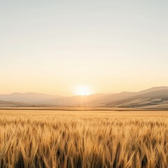 Golden wheat field under a serene sunset sky.