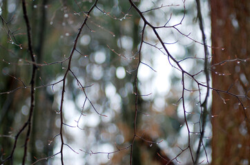 Tiny rain drops on brances of a tree