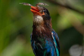The Javan kingfisher (Halcyon cyanoventris), sometimes called the blue-bellied kingfisher or Java...