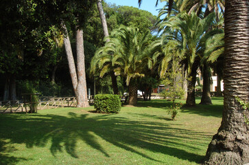 Parco, palme, mare