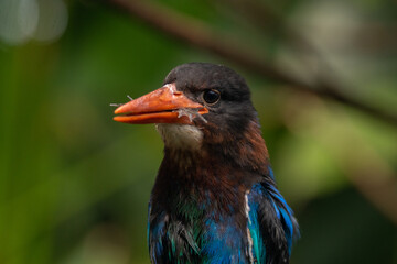 Fototapeta premium The Javan kingfisher (Halcyon cyanoventris), sometimes called the blue-bellied kingfisher or Java kingfisher