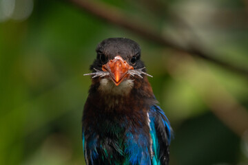 The Javan kingfisher (Halcyon cyanoventris), sometimes called the blue-bellied kingfisher or Java kingfisher