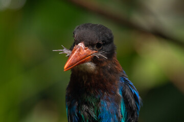 The Javan kingfisher (Halcyon cyanoventris), sometimes called the blue-bellied kingfisher or Java kingfisher