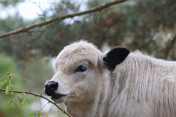 Junges Kalb der Rasse Galloway, Rind, Bos taurus