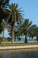 Parco, palme, mare