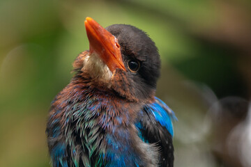 The Javan kingfisher (Halcyon cyanoventris), sometimes called the blue-bellied kingfisher or Java...