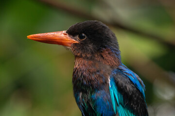 The Javan kingfisher (Halcyon cyanoventris), sometimes called the blue-bellied kingfisher or Java kingfisher