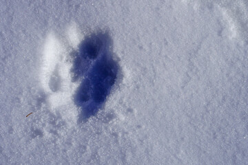 Cat footprints in the white snow in the winter, close up, top view
