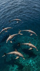 Fototapeta premium Dolphins swimming in a large pod in pristine blue water, aerial view.