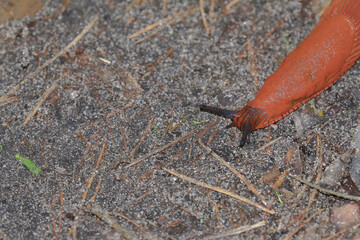 Rote Nacktschnecke, Wegschnecke, Arion rufus