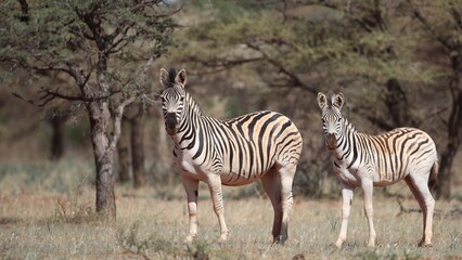 Plains Zebra seen on safari