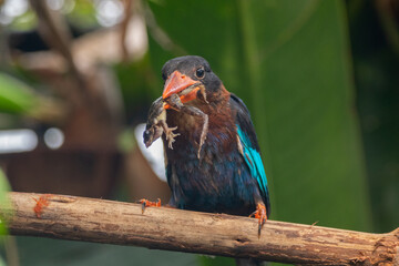 The Javan kingfisher (Halcyon cyanoventris), sometimes called the blue-bellied kingfisher or Java kingfisher