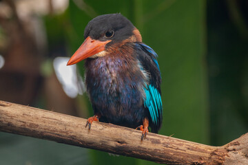The Javan kingfisher (Halcyon cyanoventris), sometimes called the blue-bellied kingfisher or Java...