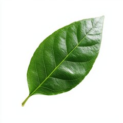 Obraz premium Close up of a single vibrant green leaf with detailed texture and smooth tones on a minimalistic background