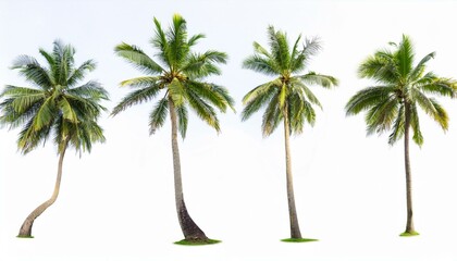 Palm trees, set coconut palm on isolated white background