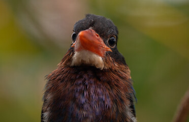 The Javan kingfisher (Halcyon cyanoventris), sometimes called the blue-bellied kingfisher or Java...