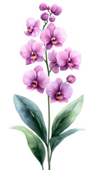 pink or purple moon orchid or Phalaenopsis amabilis water color illustration in portrait ortientation