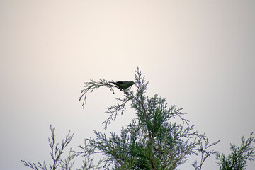 silhouette of a tree