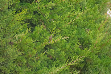 green moss background