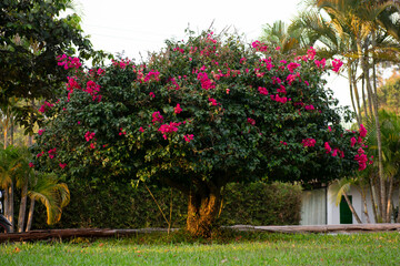 flowering tree