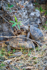 Turtle Love. Wildlife. Turtle Mating Season