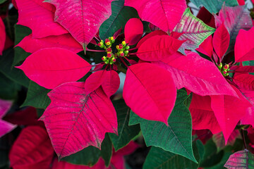 Close-up of red poinsettia flowers (Euphorbia pulcherrima). Red poinsettia, traditional colourful...