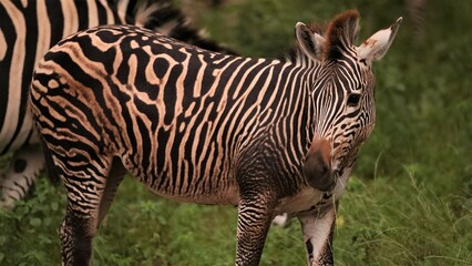 Differently striped pattern on Plain Zebra
