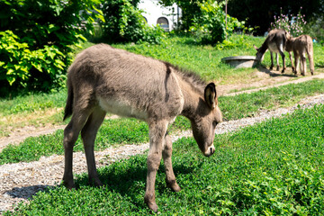 A peaceful scene of a light brown donkey with a darker stripe along its back, grazing on green grass. The lush foliage in the background highlights the health and vibrancy of its natural environment