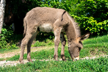 A young donkey grazing on lush green grass in a serene outdoor setting. The donkey’s light brown coat with a darker stripe adds charm to the vibrant background, capturing the simplicity  