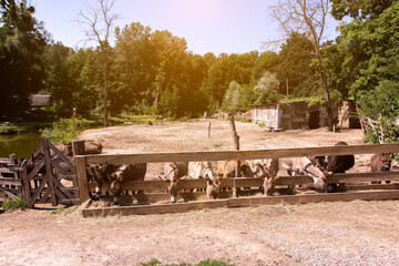 A serene farm scene with donkeys feeding behind a wooden fence, surrounded by lush greenery and rustic buildings, perfect for depicting rural life and agricultural themes