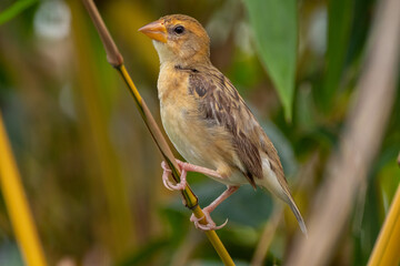 The Asian golden weaver (Ploceus hypoxanthus) is a species of bird in the family Ploceidae