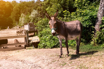 A donkey stands in a sunny farmyard, surrounded by lush greenery and wooden fences, creating a...