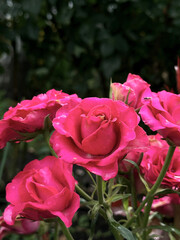 pink roses in garden