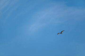 A lone seagull gracefully soars through a clear blue sky, embodying freedom and tranquility. Perfect for themes of nature, serenity, and open spaces, ideal for travel, inspiration, or coastal designs