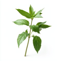 Obraz premium A Single Sprig of Peppermint with Bold Green Leaves on White Background