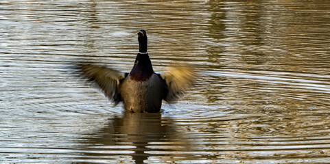 Ducks after the flood
