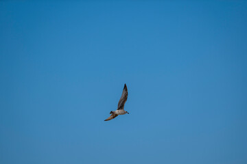 Elegant and serene, a lone seagull flies high against a vivid blue sky. Perfect for themes of calmness, travel, and open horizons