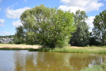 calm swamp lake