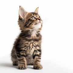 Obraz premium Curious kitten looking up with wide eyes.