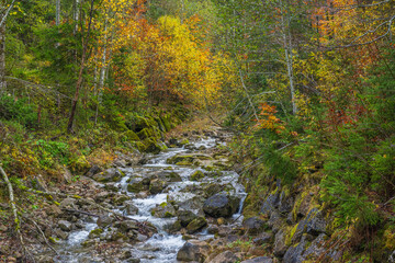 Colorful Fall Leaves in Autumn on the way to Schönenbach, Region of Bregenzerwald, State of Vorarlberg, Austria