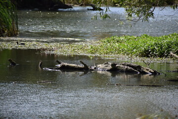 Fototapeta premium calm swamp lake