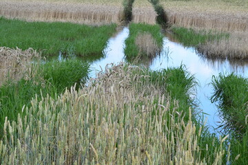 flooded fields with deep tractor tracks