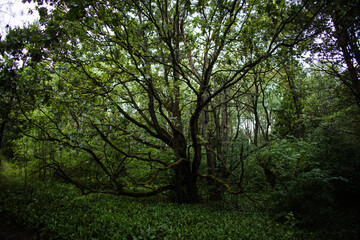 Sunlight filters through the canopy, illuminating a majestic oak tree with sprawling branches,...