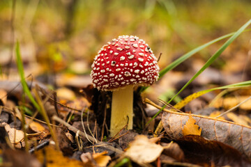 Bright red and white spotted fly agaric mushroom in autumn forest, poisonous but magical, detailed close-up conveys the beauty of nature. Beautiful fly agaric mushroom in autumn forest.