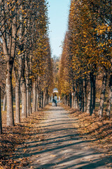Naklejka premium The park of the Arkhangelskoe estate in Krasnogorsk, Moscow region. Autumn landscape of the alley