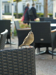 Sparrows as city dwellers: The birds take advantage of the proximity to humans and search for food...
