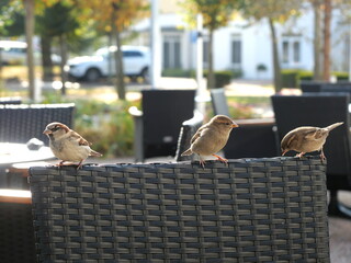 Sparrows as city dwellers: The birds take advantage of the proximity to humans and search for food...