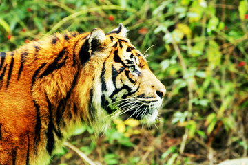 Exploring the Wonders of Burgers' Zoo, A Day with Nature.