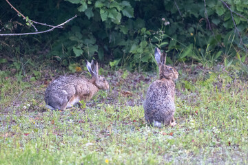 European hares on the ground